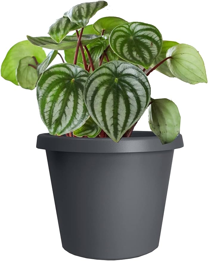 The HC Companies 21 Inch Round Prima Plastic Plant Saucer - Indoor Outdoor Plant Trays for Pots ...